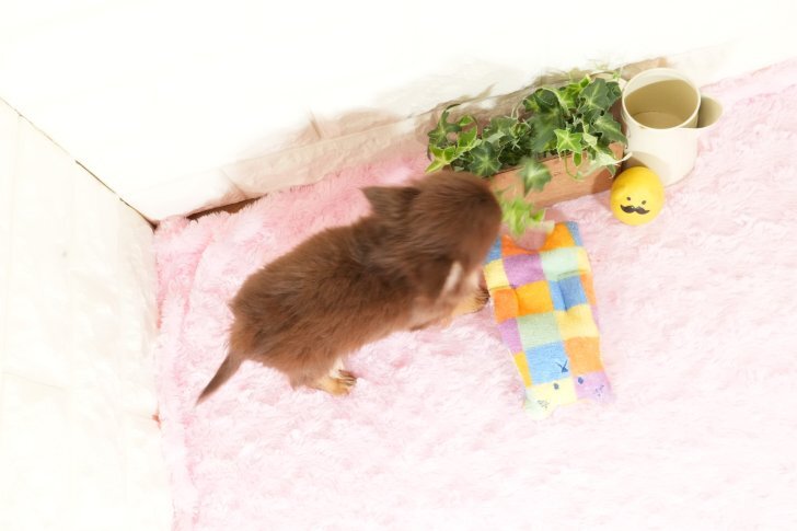 小ぶり.可愛いお顔の男の子です(^_^)