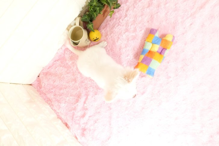 小さくて可愛い甘えん坊の男の子です(^-^)